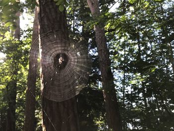 Low angle view of tree