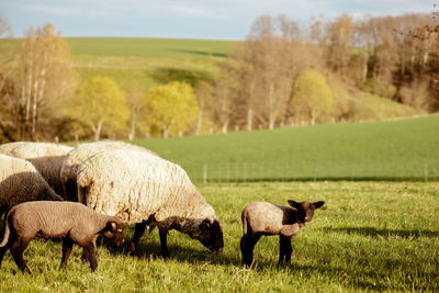 Flock of sheep on field. sheep and lamb on the meadow eating grass in the herd. farming outdoor.