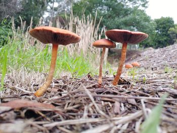 Close-up of mushroom growing on field