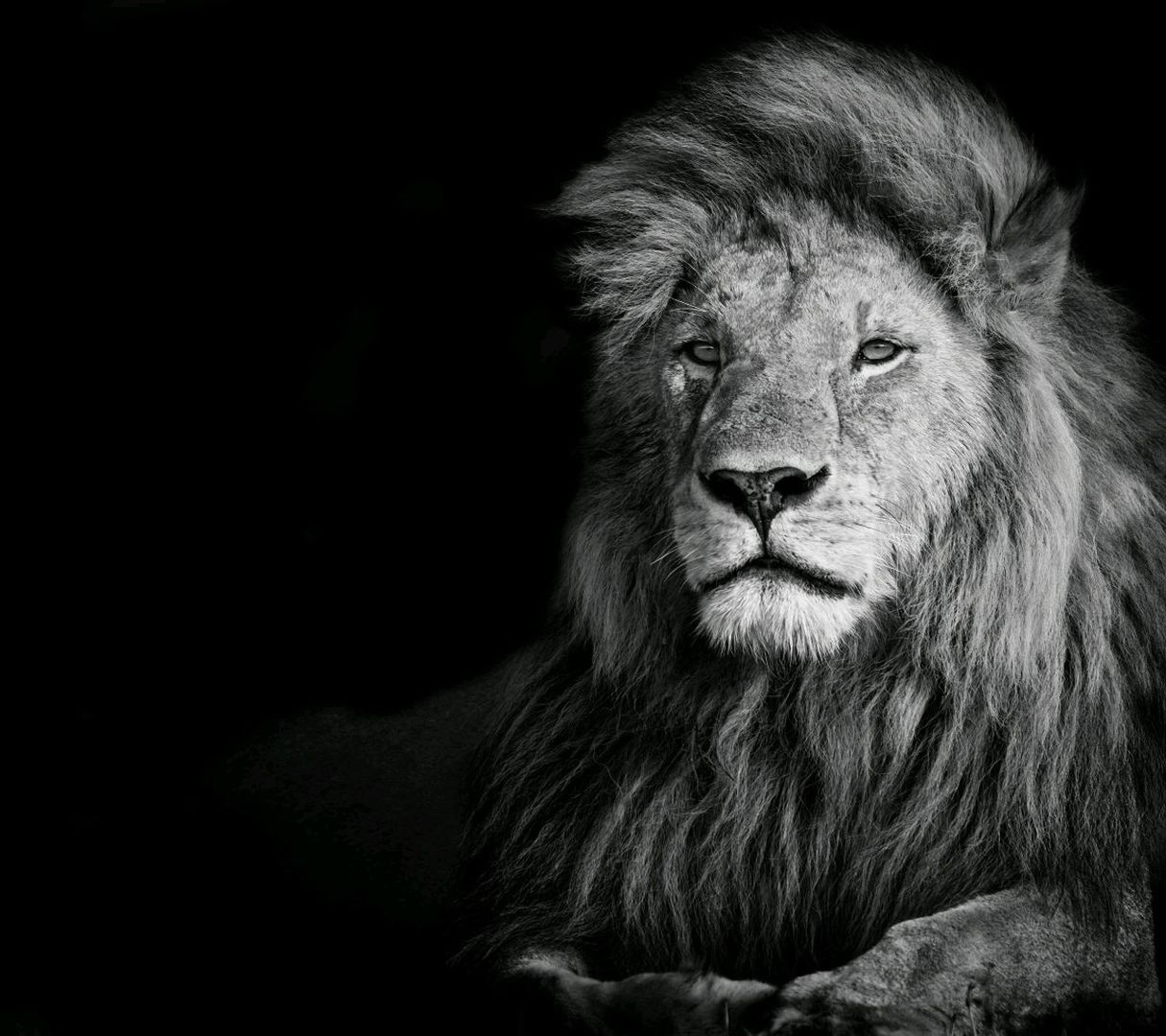 portrait, one animal, animal themes, looking at camera, animals in the wild, black background, mammal, animal head, front view, lion, safari animals, close-up, lion - feline, no people, day