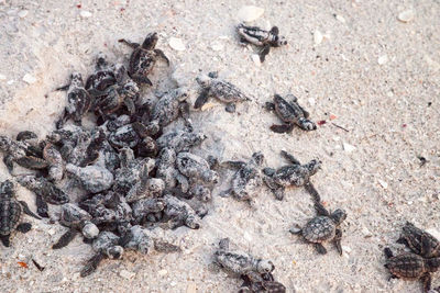 High angle view of young turtles at sandy beach