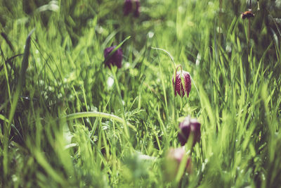 Close-up of flowers growing in field