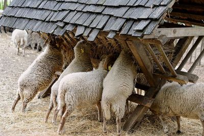 Sheep grazing in farm