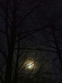 Low angle view of bare trees against sky at night