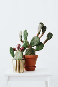 Potted plant on table against white background