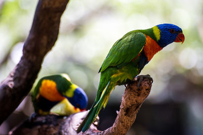 Close-up of parrot perching on branch