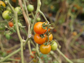 Close-up of tomatoes on plant