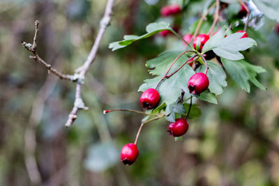 Close-up of red berries growing on tree