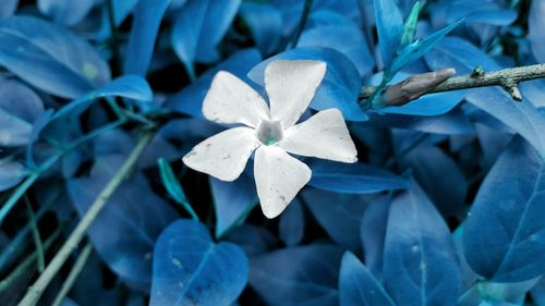 Close-up of flowers