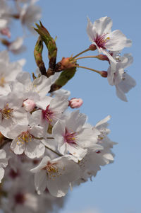 Close-up of cherry blossoms