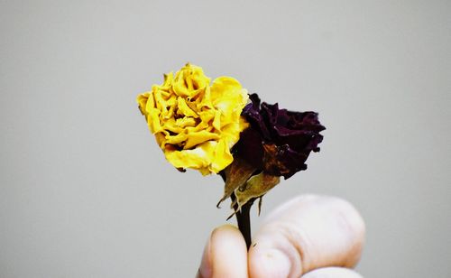 Close-up of hand holding yellow flower against white background