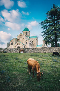 View of a horse in field