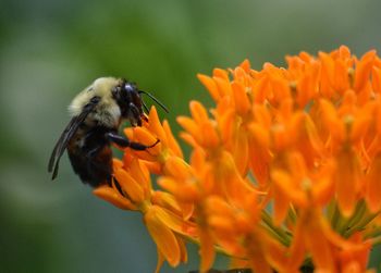 Close-up of insect on orange flower