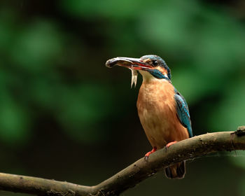 Close-up of bird perching on branch, with fish.