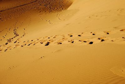 Flock of birds on sand at beach against sky