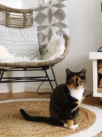 Portrait of cat sitting on table at home