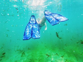 View of fish swimming in sea