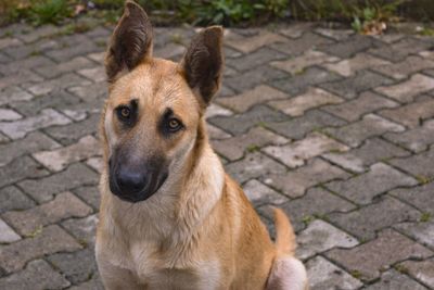 Close-up portrait of dog sitting outdoors