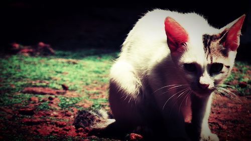 Close-up of cat sitting on grass