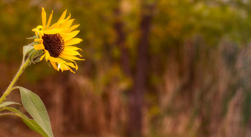 Close-up of yellow flowering plant