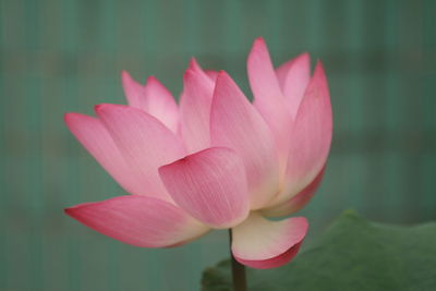 Close-up of pink lotus  in lake