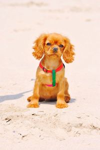 Portrait of puppy on the beach