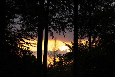 Silhouette trees in forest against sky at sunset