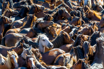 Full frame shot of horse herd