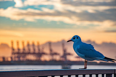 Close-up of seagull perching on retaining wall against sky