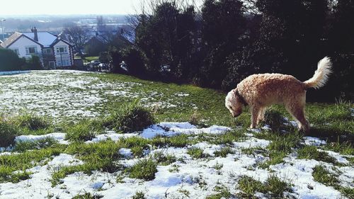 Giraffe on field during winter