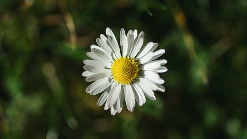 Close-up of daisy blooming outdoors