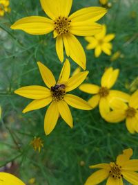 Close-up of insect on yellow flowering plant