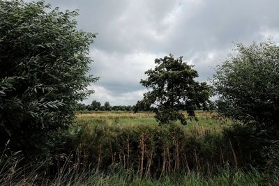 Trees on field against sky