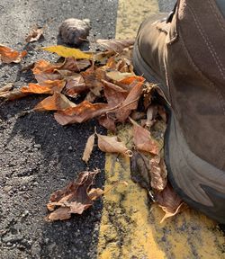 High angle view of leaves fallen on field