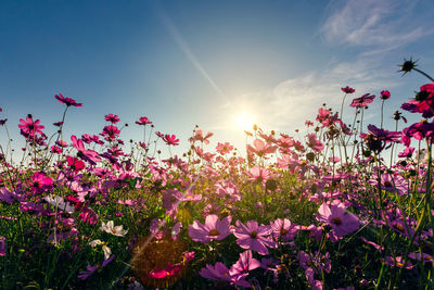 Pink flowering plants on land against sky during sunset