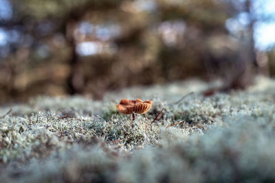 Close-up of insect on land