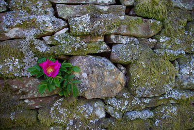 Close-up of pink flowers