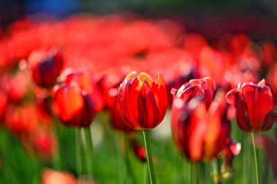 Close-up of red tulips on field