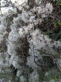 Close-up of snow on field