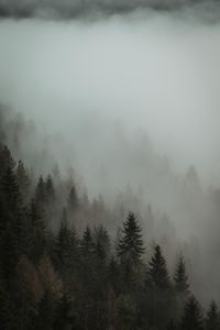 Trees in forest during foggy weather