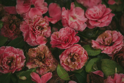 High angle view of pink roses on plant