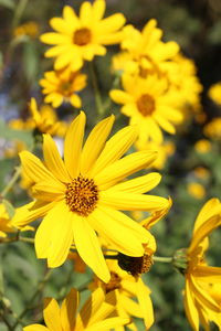 Close-up of yellow flowering plant