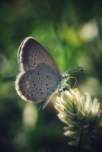 Close-up of butterfly pollinating on flower