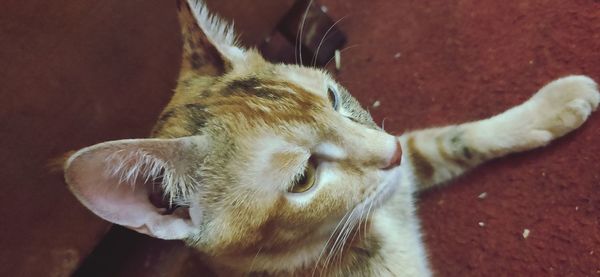 Close-up of a cat