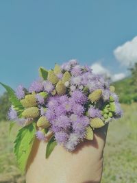 Close-up of purple flowers