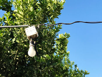 Low angle view of tree against blue sky