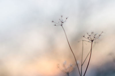 Close-up of dried plant against sky