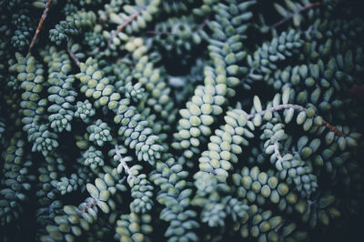 Full frame shot of succulent plant