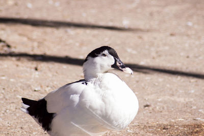 Close-up of seagull on land