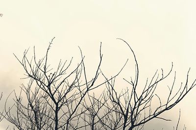 Low angle view of bare tree against sky